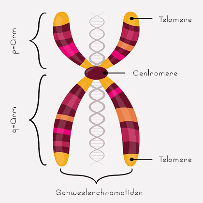 Telomere